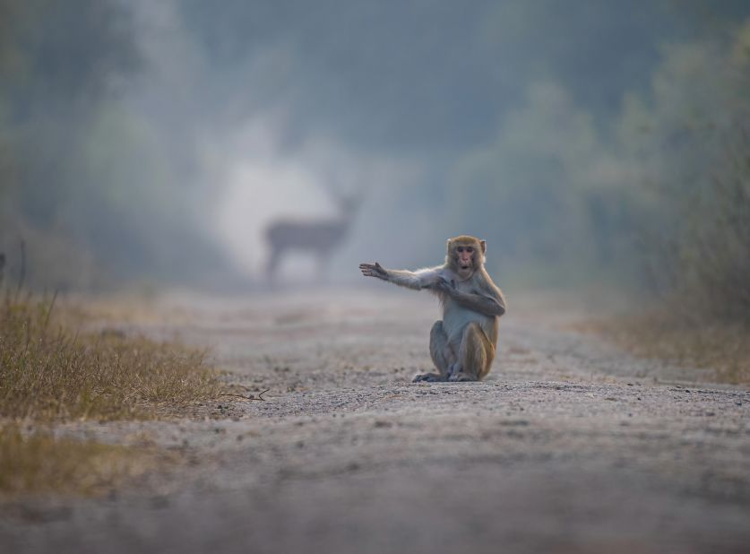 Helpful Macaque: Pratik Mondal was in Bharatpur in Rajasthan, India, when he saw this macaque that seemed to point to the deer in the photo behind him.  Strongly praised.  (Credit: Pratik Mondal)