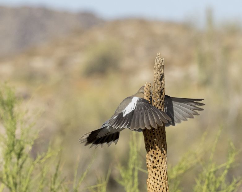 'It wasn't here yesterday!': Alas!  Wendy Gaveney captured a white-winged dove that collided head-on with a cholla cactus in Buckeye, Arizona.  Highly appreciated.  (Credit: Wendy Gaveney)