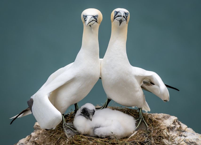 One for the family album: Zoe Ashdown of Weston-super-Mare, England, discovered that this family of northern gannets was more than willing to have their pictures taken.  Strongly praised.  (Credit: Zoe Ashdown)