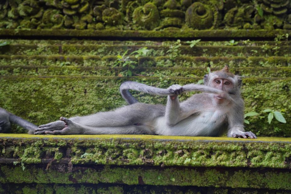 Rainforest splendor: Belgian photographer Delphine Casimir captured this monkey, which playfully creates a mustache with its tail, in the Ubud Monkey Forest in Bali.  Strongly praised.  (Credit: Delphine Casimir)