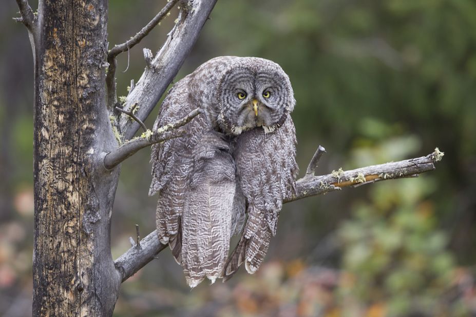 Distressed Owl: John Blumenkamp captured this photo of a great gray owl caught in a rut in Grand Teton National Park in Wyoming.  Strongly praised.  (Credit: John Blumenkamp)