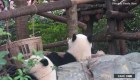 Mira el tierno momento que protagonizó un cachorro de panda gigante
