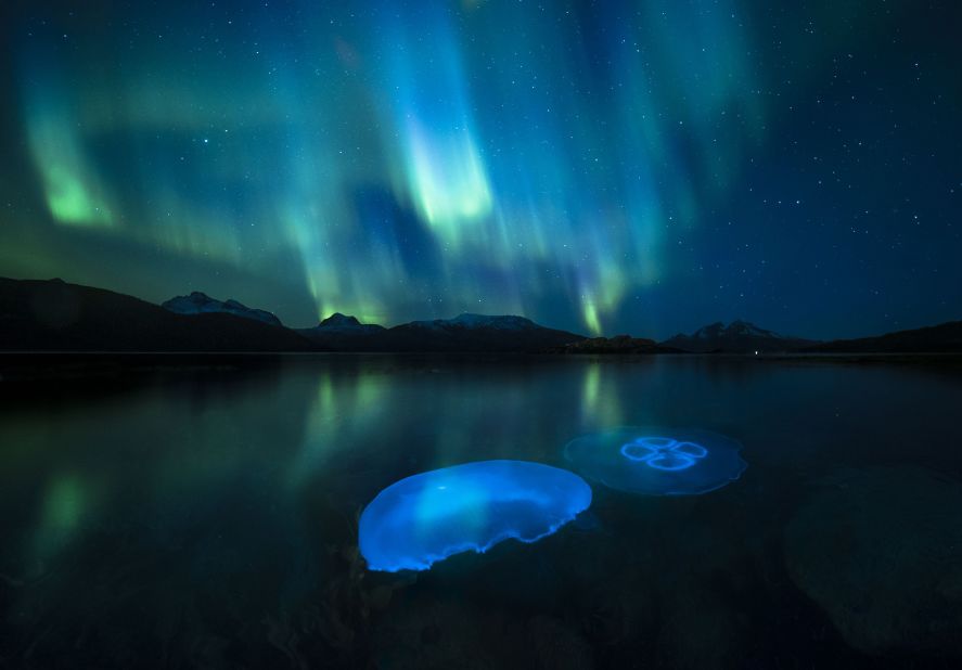 Medusas lunares pululan en las frescas aguas otoñales de un fiordo en las afueras de Tromsø, en el norte de Noruega, iluminadas por la aurora boreal. (Crédito: Audun Rikardsen/Wildlife Photographer of the Year)