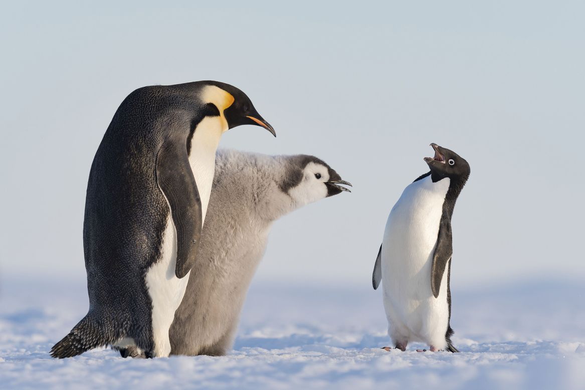 Un pingüino Adelia se acerca a un pingüino emperador y a su polluelo durante la hora de comer en la bahía Atka de la Antártida. (Crédito: Stefan Christmann/Wildlife Photographer of the Year)