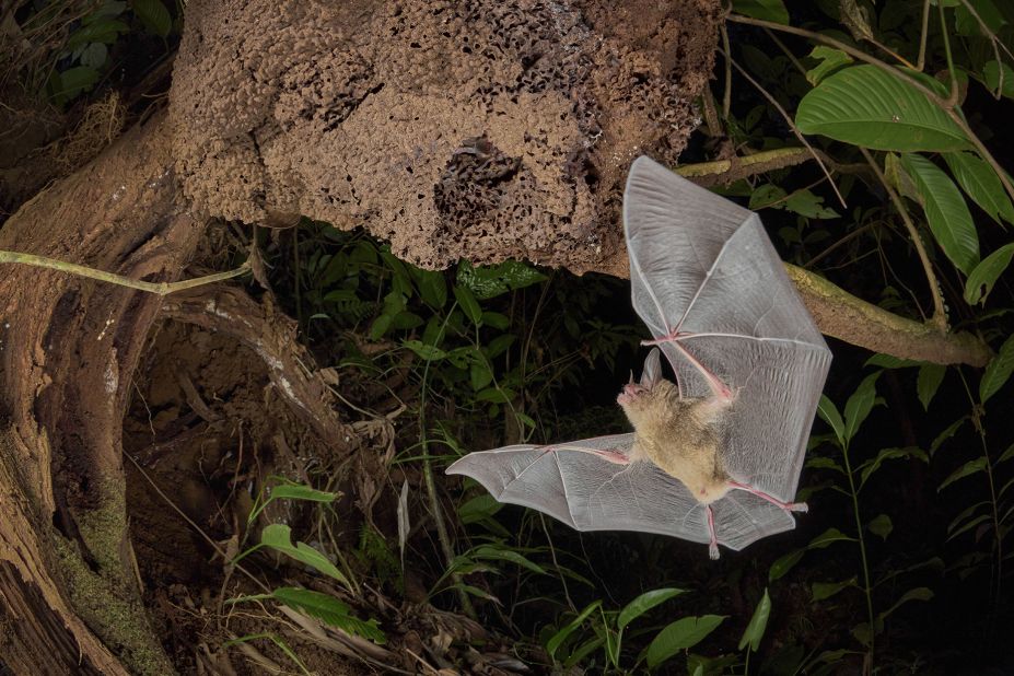 Un murciélago pigmeo de orejas redondas regresa a su nido de termitas mientras dos miembros de la familia bien camuflados observan desde la entrada en los bosques de las tierras bajas de Costa Rica. (Crédito: Dvir Barkay/Wildlife Photographer of the Year)