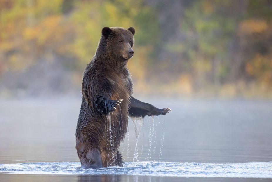 Un oso pardo se levanta sobre sus patas traseras y mira al fotógrafo antes de regresar a pescar salmón en el río Chilko en Columbia Británica, Canadá. (Crédito: John E. Marriott/Wildlife Photographer of the Year)