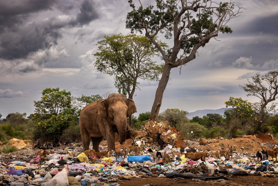Un elefante macho patea la basura mientras busca verduras y frutas podridas en un vertedero en Tissamaharama, Sri Lanka. (Crédito: Brent Stirton/Wildlife Photographer of the Year)