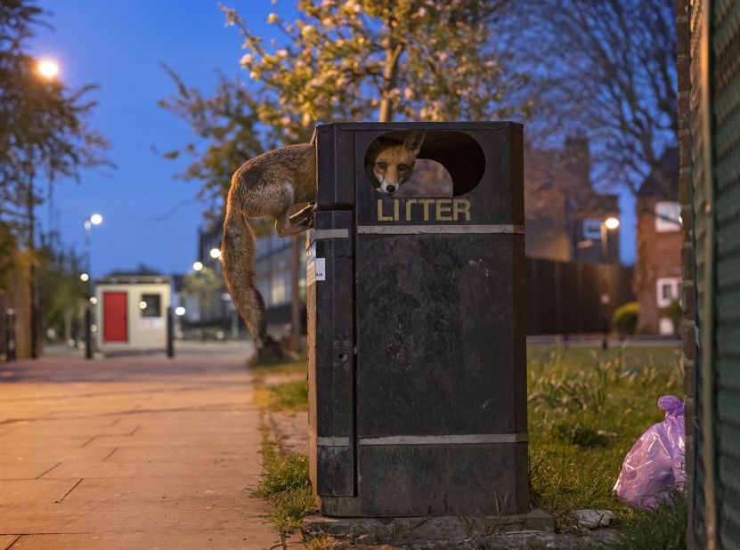 Un joven zorro rojo aprovecha un bote de basura lleno antes del día de recolección en una calle de Londres. (Crédito: Matt Maran/Wildlife Photographer of the Year)