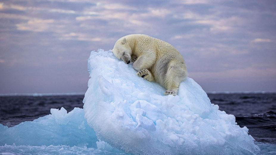 Osos polares aparecen donde nunca antes habían estado, animales polares 