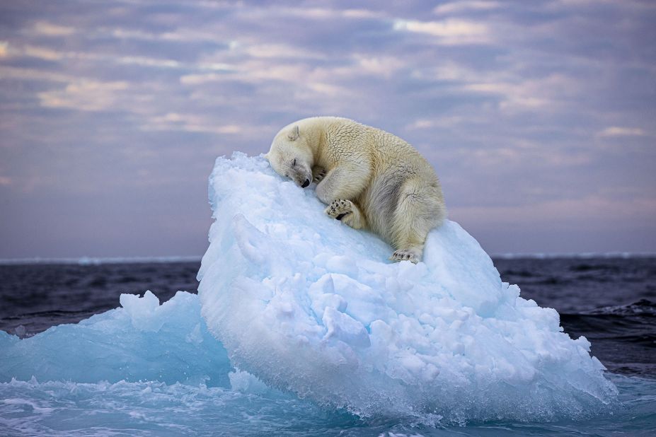 Un oso polar hace una cama en un pequeño iceberg antes de quedarse dormido en el extremo norte, frente al archipiélago noruego de Svalbard. (Crédito: Nima Sarikhani/Wildlife Photographer of the Year)