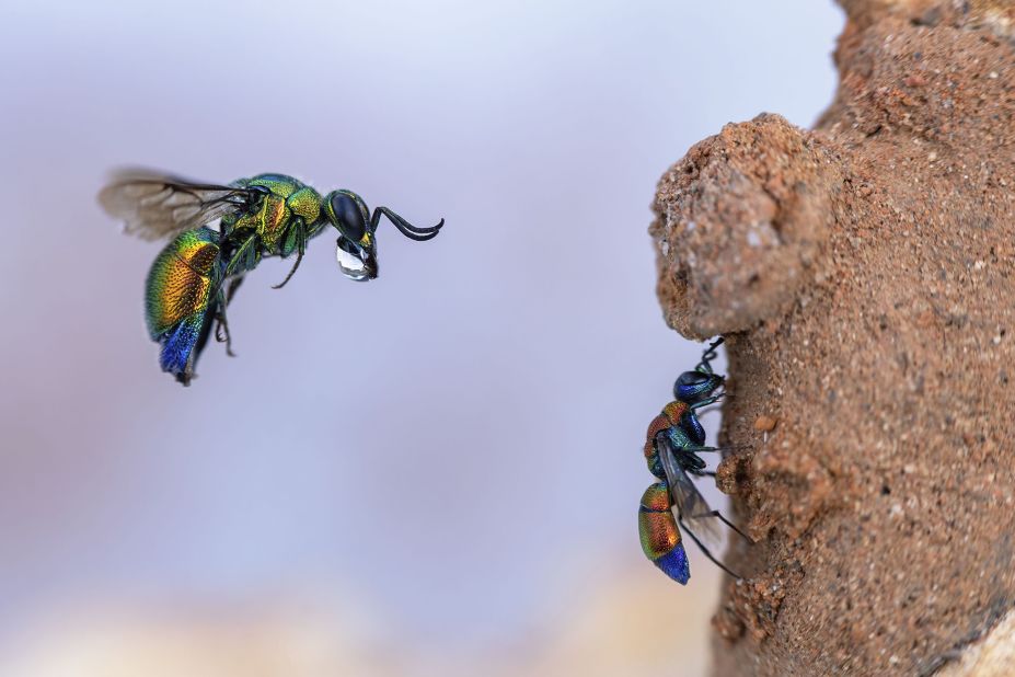 Una avispa cuco es capturada en el aire tratando de entrar en la madriguera de arcilla de una abeja albañil mientras una avispa cuco más pequeña limpia sus alas debajo. (Crédito: Frank Deschandol/Wildlife Photographer of the Year)