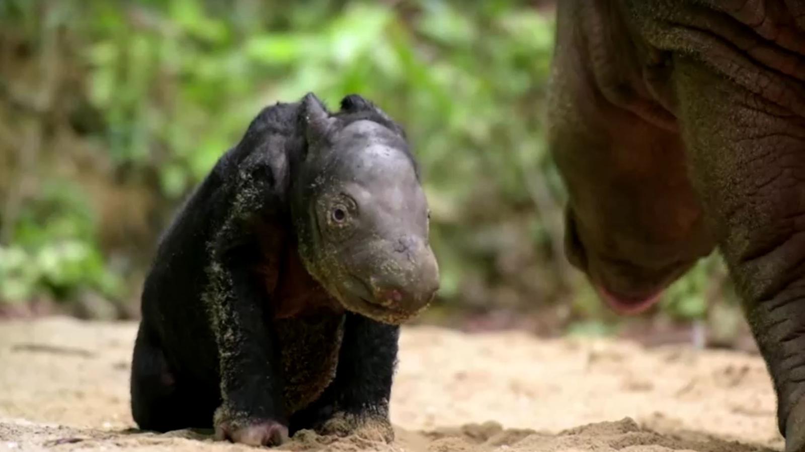 Nace en un santuario de Indonesia un bebé rinoceronte en peligro de
extinción