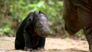 Nace en Indonesia un bebé de rinoceronte en peligro de extinción