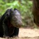 Nace en Indonesia un bebé de rinoceronte en peligro de extinción