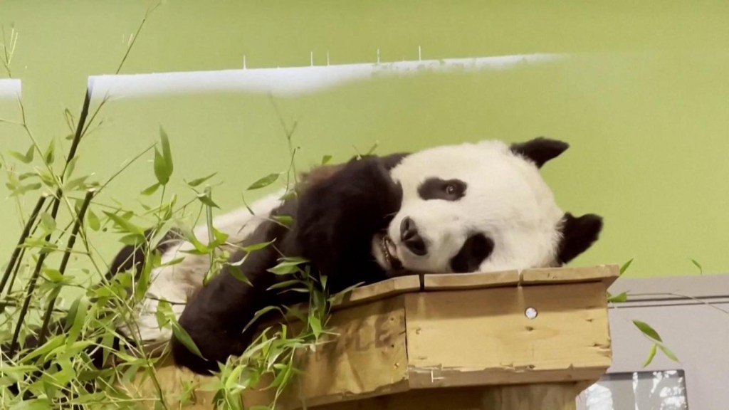Dos pandas gigantes dejan el zoo de Edimburgo