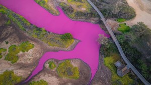 El estanque del Refugio Nacional de Vida Silvestre Kealia Pond en Maui, Hawaii, se volvió rosa. (@Traviskeahi_photo/Instagram)