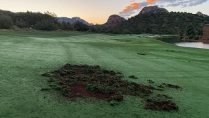 La javelina (también conocida como pecarí de collar o cerdo almizclero) ha estado asolando el césped del club de golf Seven Canyons en Arizona en busca de comida. (Crédito: Emily Casey/emcaseyturf)