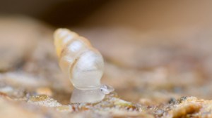 Un caracol heraldo delgado, una especie europea común. Los adultos miden hasta dos milímetros. (Crédito: Andy Murray)