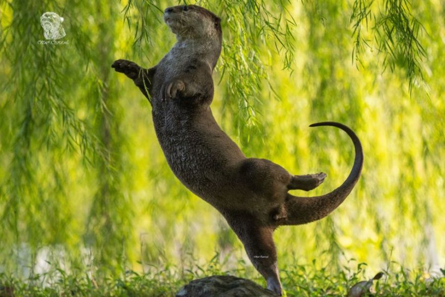 Dancing Otter: Singaporean otter Kwik won the underwater category with this photo of a smooth-coated otter caught in a balletic swoon.  (Credit: Outer Quik)