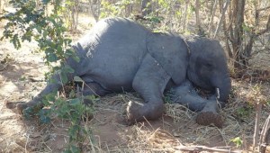 elefantes muertos misterio Zimbabwe