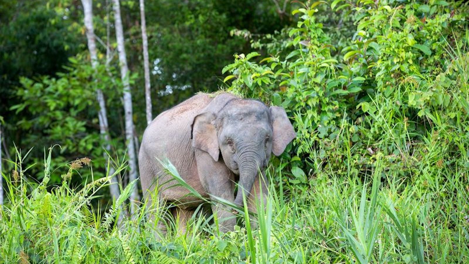 Elefante Malasia