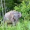 Elefante Malasia