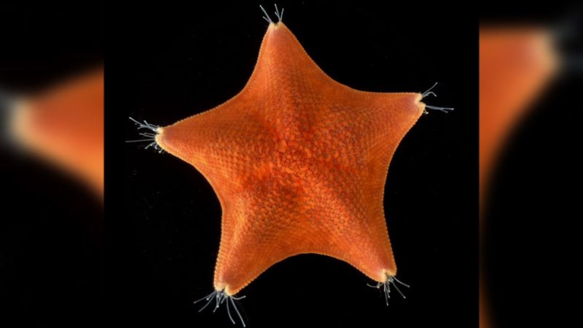 The study reveals that starfish are actually “crawling heads under the sea.”