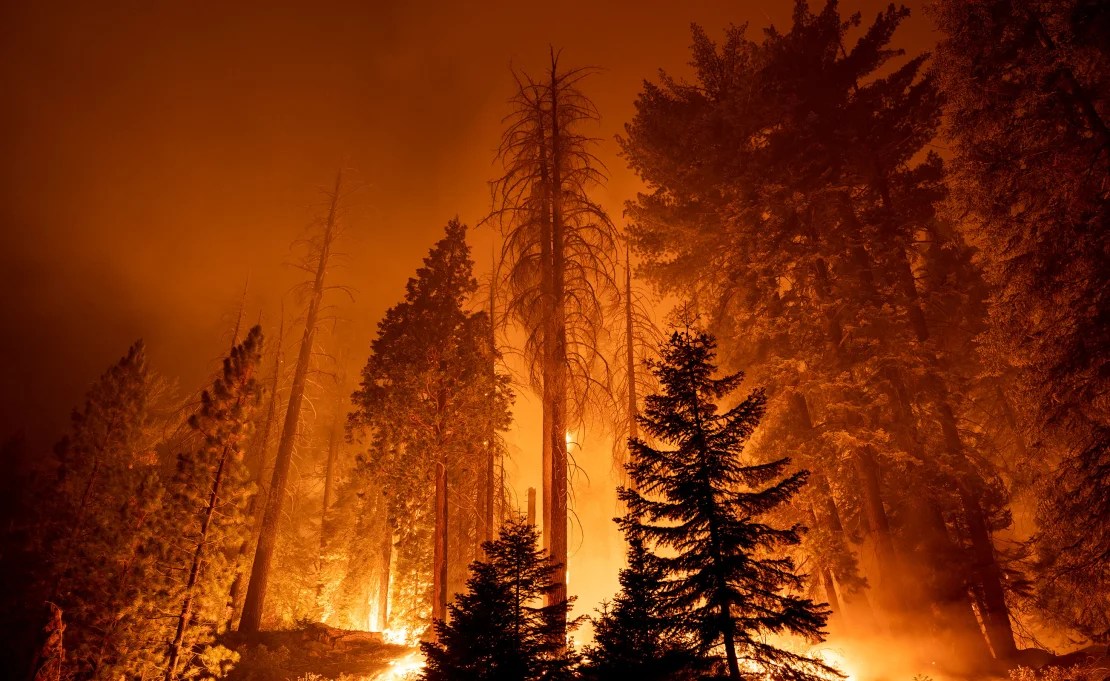 En esta fotografía de septiembre de 2021, el Windy Fire arde a través de Long Meadow Grove de secuoyas gigantes cerca del Sendero de los 100 Gigantes durante la noche en el Bosque Nacional Sequoia. (David McNew/Getty Images)