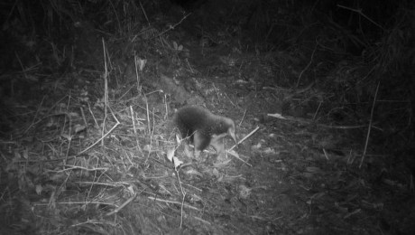 Espinas de erizo, hocico de oso hormiguero: Redescubren en Indonesia a un  equidna, un mamífero perdido hace décadas