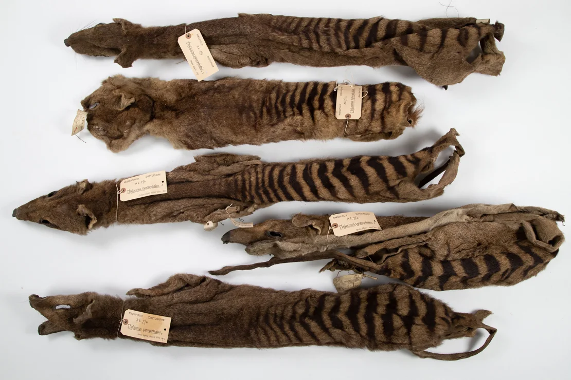 Aquí se muestran las cinco pieles de tilacino que Morton Allport envió al Museo de Zoología de la Universidad de Cambridge en 1869 y 1871. (Crédito: Universidad de Cambridge)