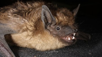 El murciélago serotino puede ser el primer mamífero conocido que se aparea sin utilizar la penetración.