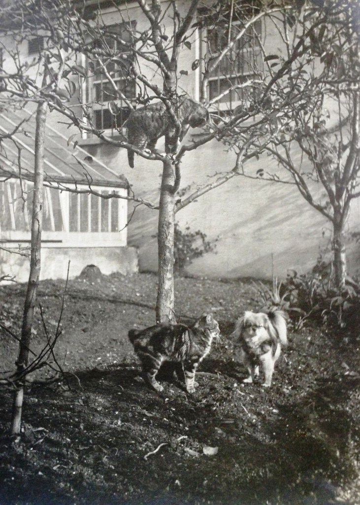 Kylin, el perro pequinés, que vivió entre 1909 y 1924, fotografiado con algunos gatos en los jardines de Preston Manor en Brighton, Reino Unido.
