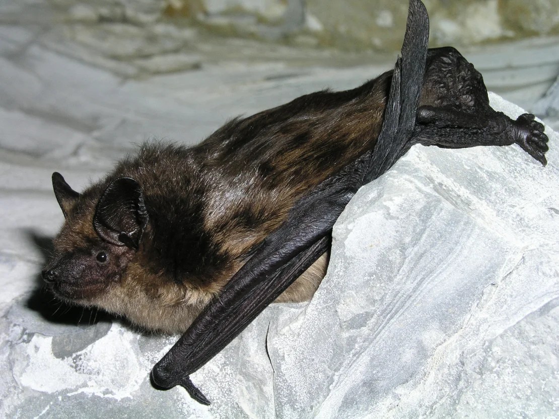 La información sobre el apareamiento de los murciélagos podría ayudar a encontrar una forma de inseminar artificialmente a especies de murciélagos en peligro de extinción. (Olivier Glaizot)