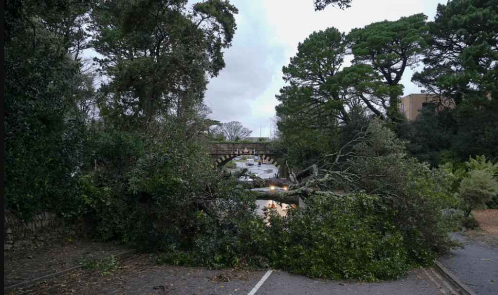 Un árbol derribado por la tormenta Ciaran durante la noche bloqueando la carretera en Castle Hill el 2 de noviembre de 2023 en Falmouth, Cornwall, Inglaterra. Hugh Hastings/Getty Images