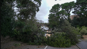 Un árbol derribado por la tormenta Ciaran durante la noche bloqueando la carretera en Castle Hill el 2 de noviembre de 2023 en Falmouth, Cornwall, Inglaterra. Hugh Hastings/Getty Images