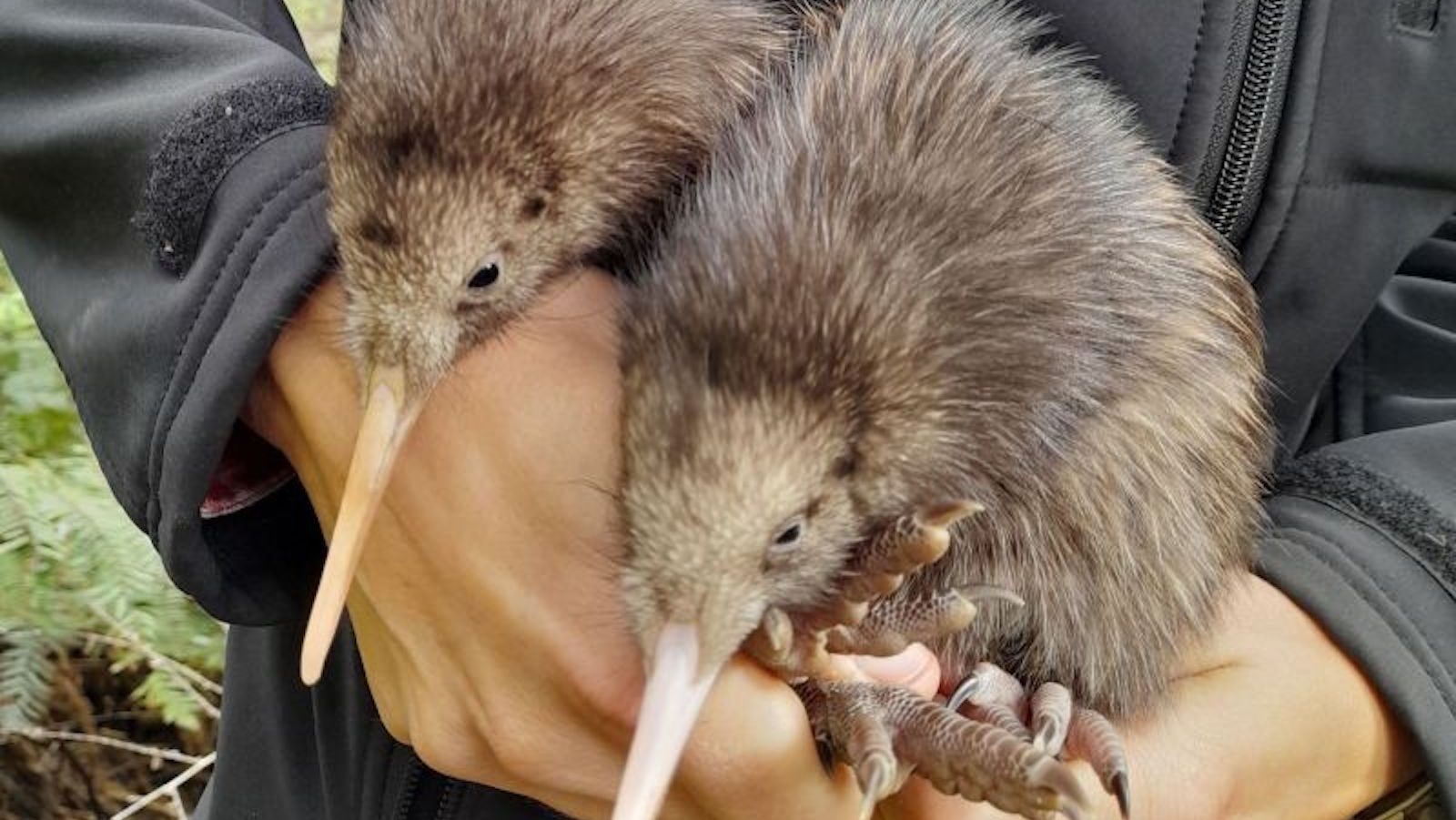 Two kiwi birds have been born in New Zealand’s capital for the first time in more than a century