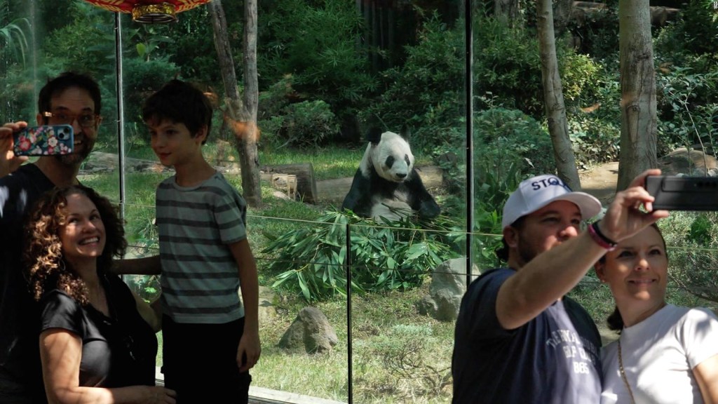 Mira la emotiva despedida a dos pandas que viajarán a China