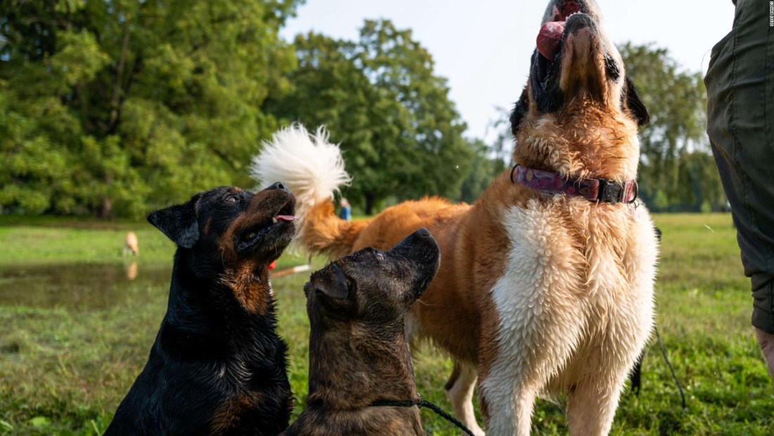 Una misteriosa enfermedad respiratoria causa muerte a perros en EE.UU.