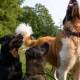 Una misteriosa enfermedad respiratoria causa muerte a perros en EE.UU.
