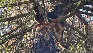 Rescatan perro atascado en un árbol