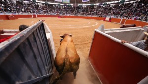 Las corridas de toros en México, ¿a consulta ciudadana?