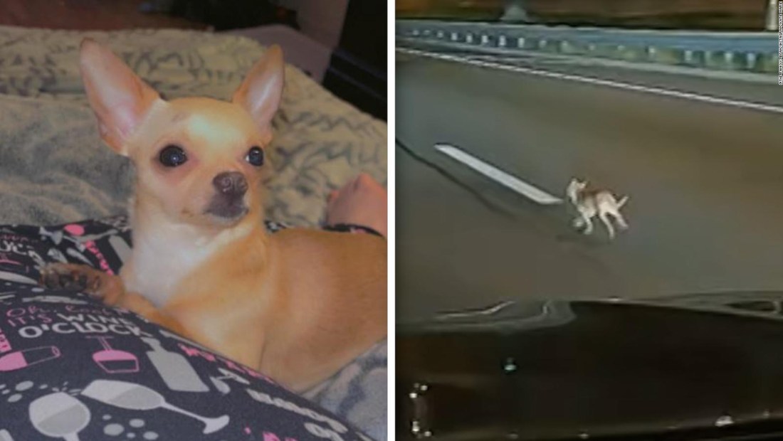 Video registra cómo un perro chihuahua paraliza una autopista