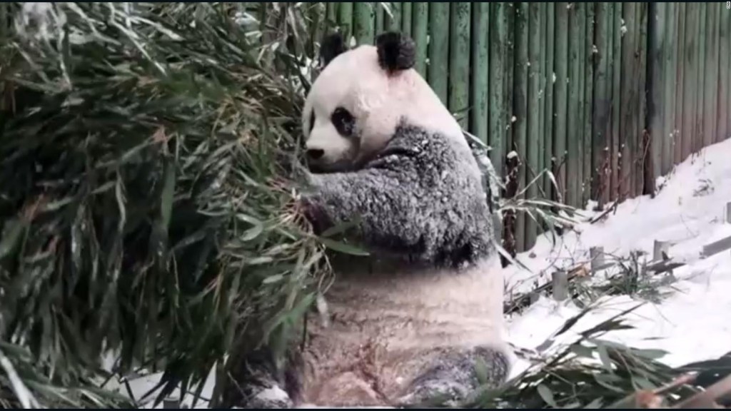Mira el tierno video de un panda gigante jugando en la nieve