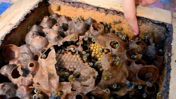 Las abejas, protagonistas del Día del Llamado a la Tierra