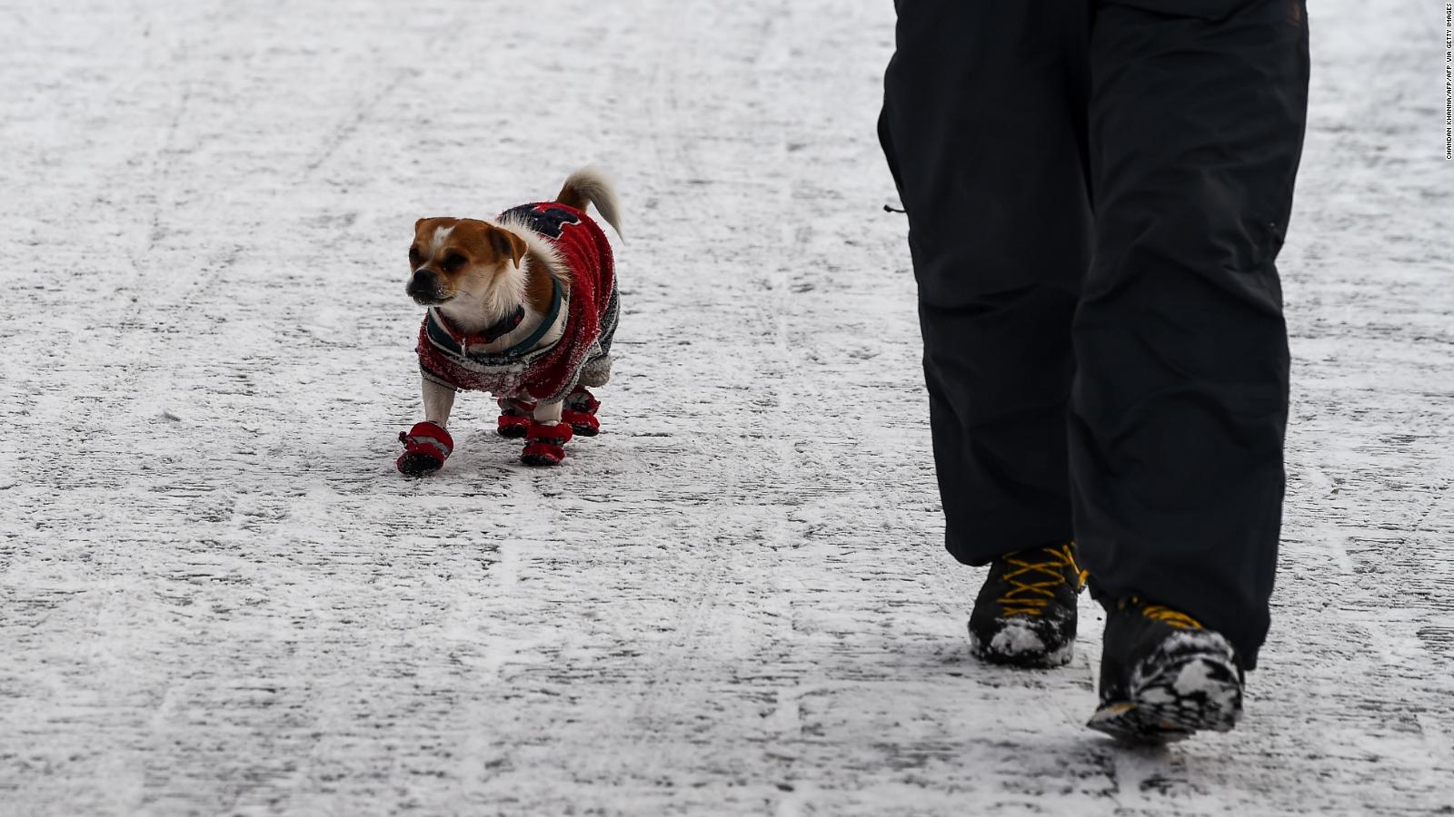 como cuidar a un perro en la nieve