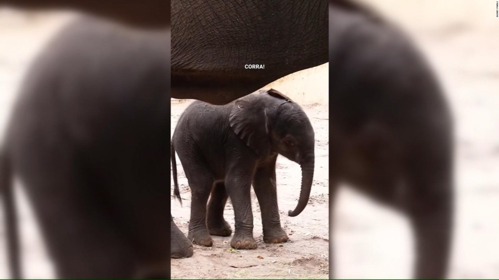 El primer elefante africano nacido en Animal Kingdom en 7 años