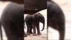 El primer elefante africano nacido en Animal Kingdom en 7 años