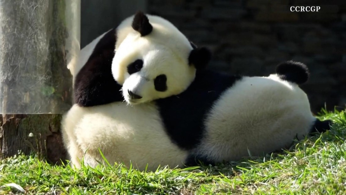 Así despierta un joven panda a su madre para jugar