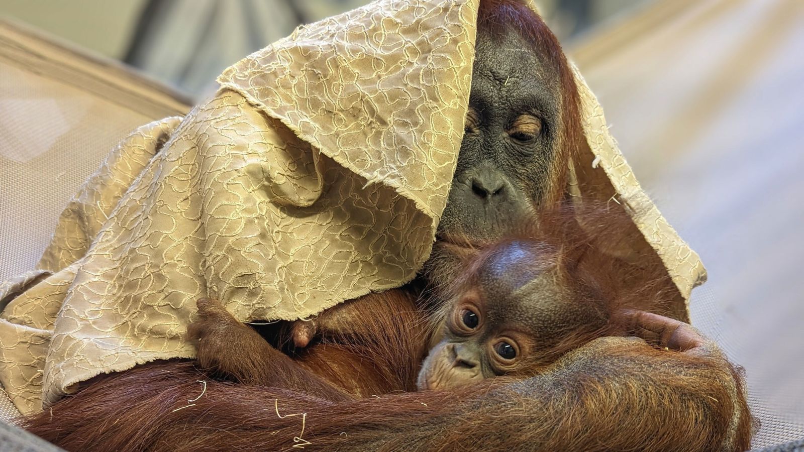 At the zoo, they were not sure who the father of the baby orangutan was.  A celebrity has revealed the results of a paternity test