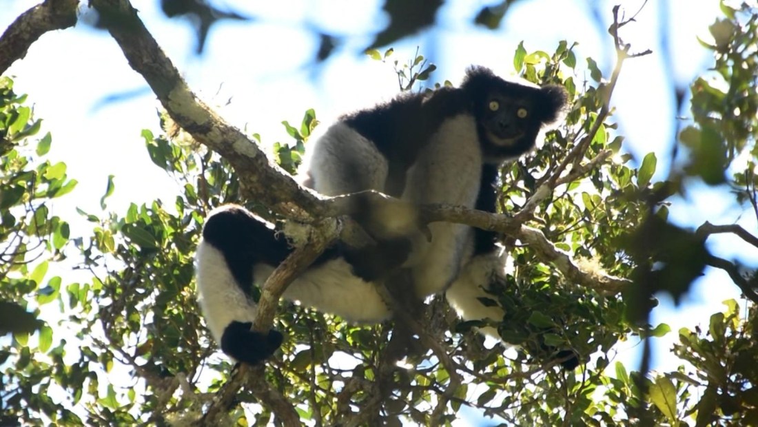 Así es el canto de los lémures en Madagascar